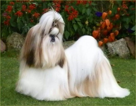 Czy shih tzu ma włosy czy sierść?