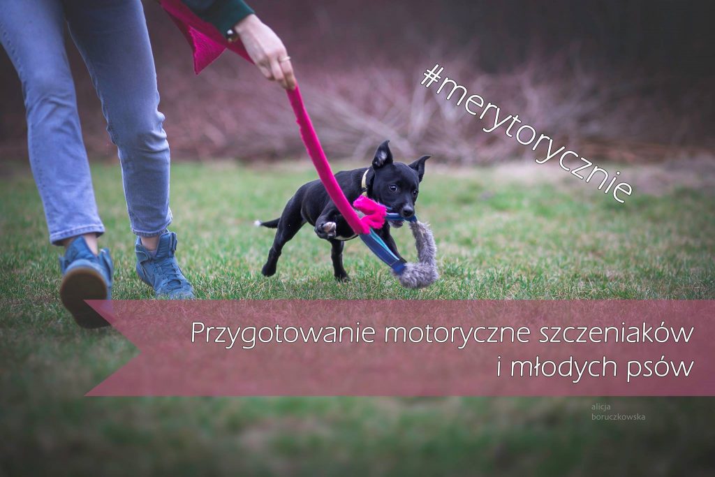 Czy trenuję mojego szczeniaka za dużo?