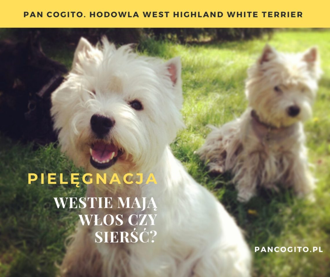 Czy West ma podszerstek?