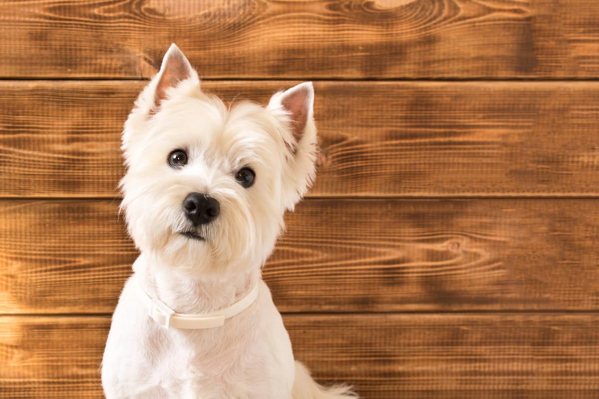 Czy West terrier gubi sierść?