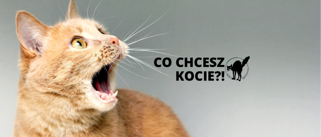 Dlaczego kot miauczy po przebudzeniu?