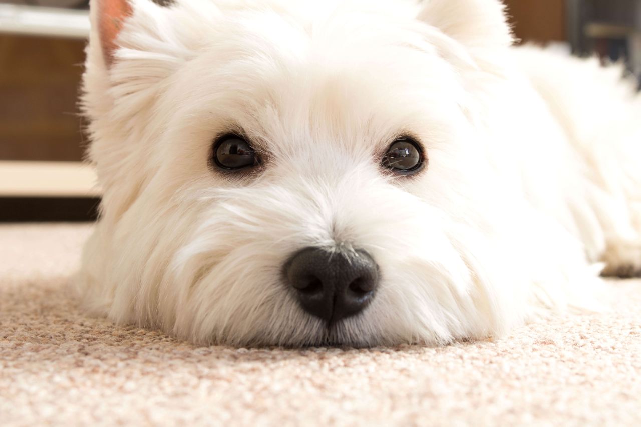 Ile lat żyją west terrier?