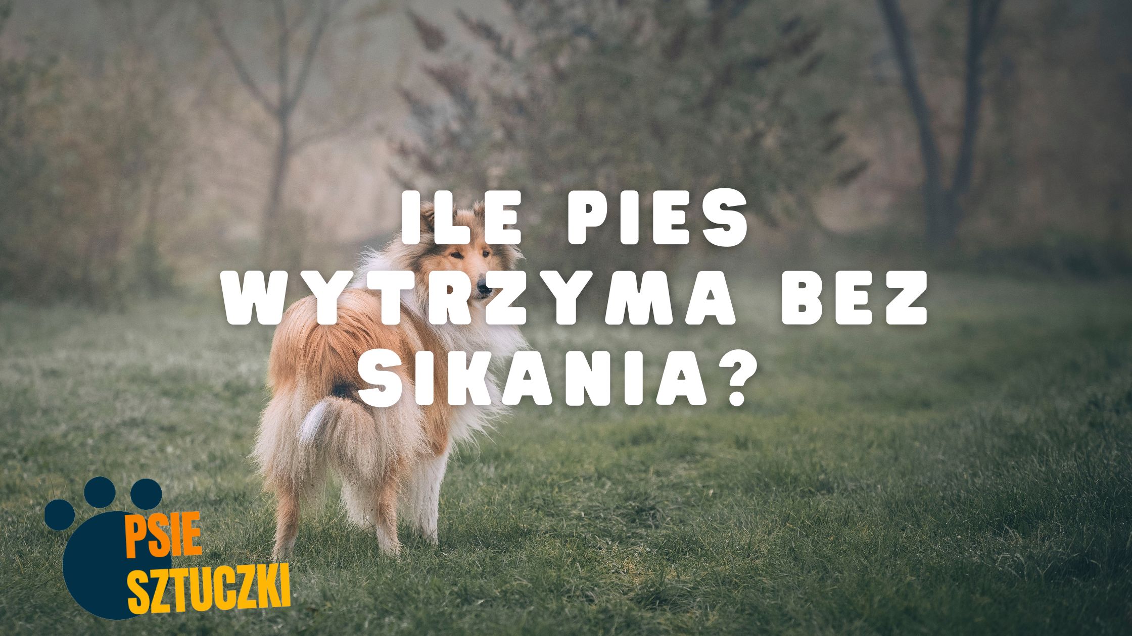 Ile szczeniak wytrzyma bez sikania?