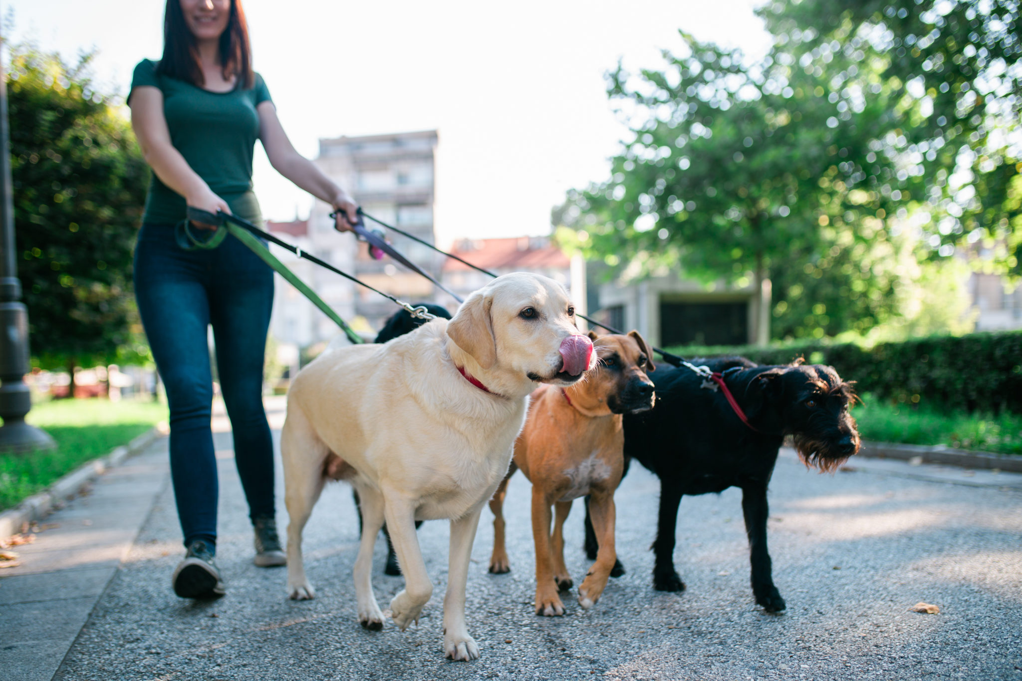 Ile zarabia dog walker?