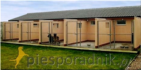 Jak dziala hotel dla psów?
