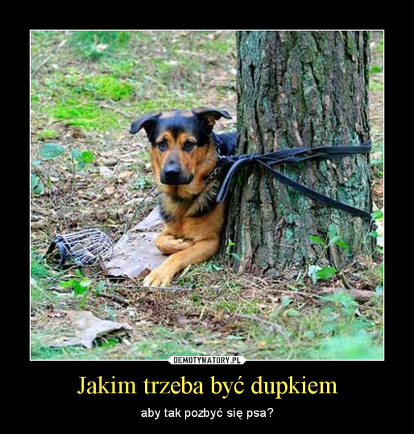 Jak humanitarnie pozbyc się psa?