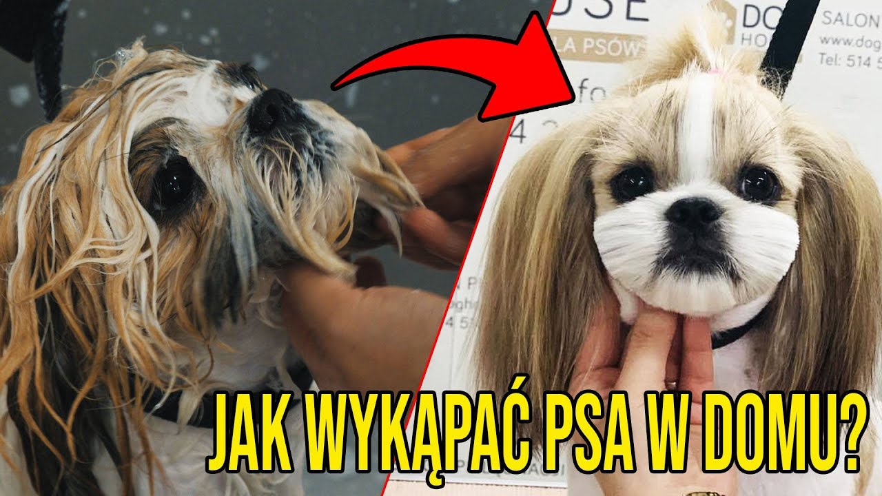 Jak myć twarz szczeniaka?