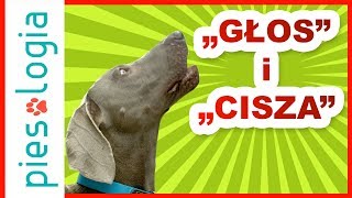 Jak nauczyć psa komendy cisza?