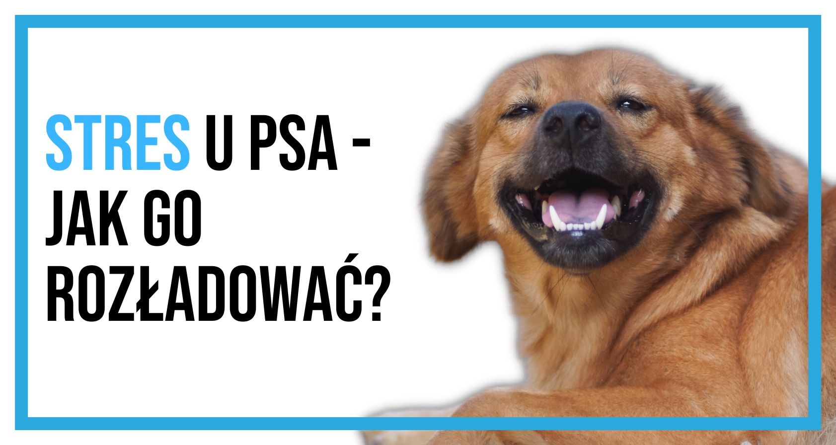 Jak rozładować stres u psa?