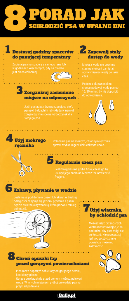Jak schłodzić psa w upalne dni?