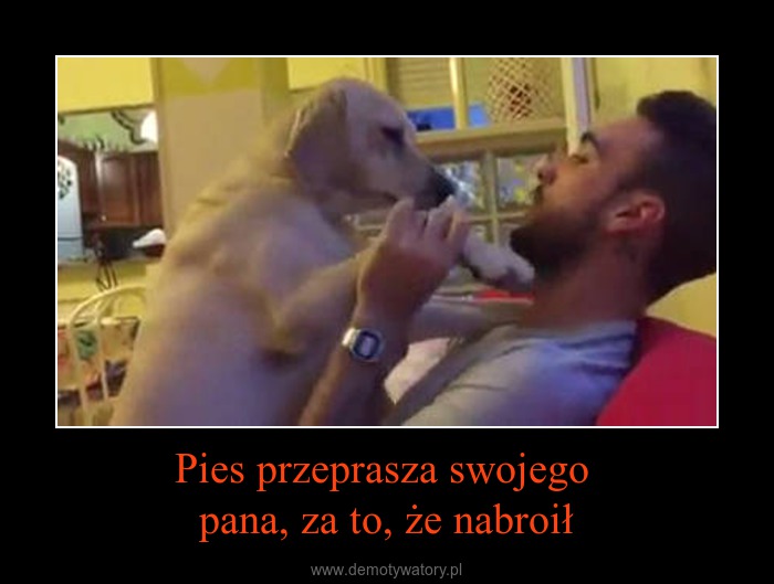 Jak się przeprasza psa?
