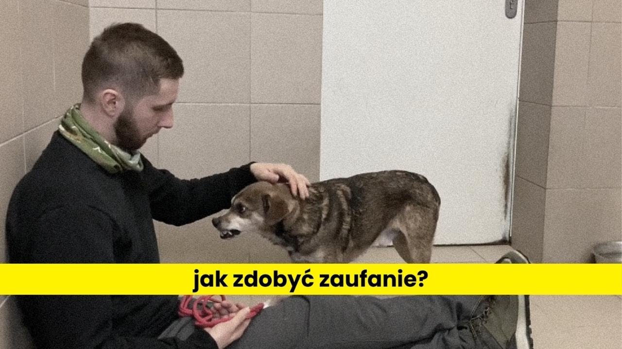 Jak wzbudzić zaufanie u psa?