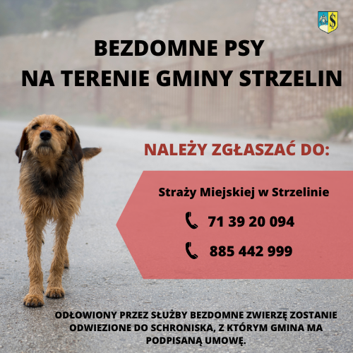Jak zgłosić psa do schroniska?