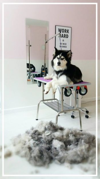Jaka szczotka do czesania Husky?