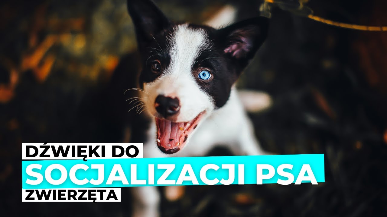 Jaki dźwięk denerwuje psa?