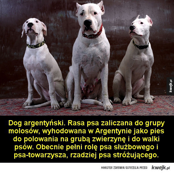 Jakich ras psów nie można mieć w Polsce? - Fundacja dla kociąt