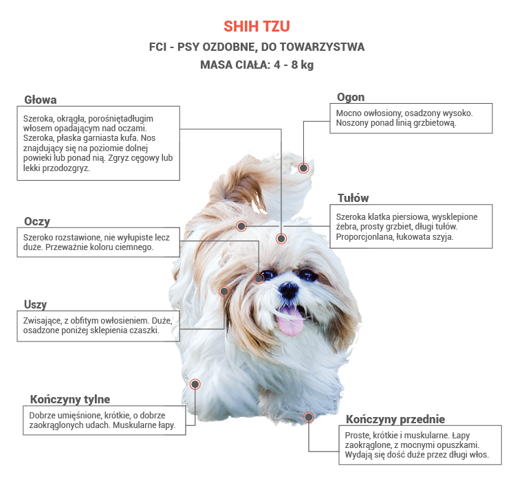 Jakie są wady shih tzu?