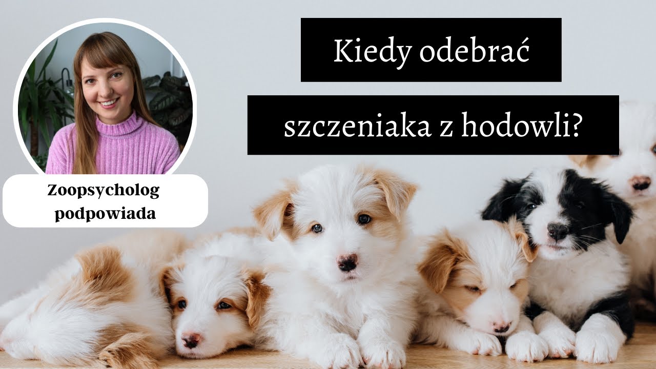 Kiedy odbiera się psa z hodowli?