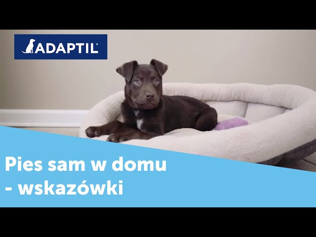 Kiedy zaczac zostawiac psa samego?
