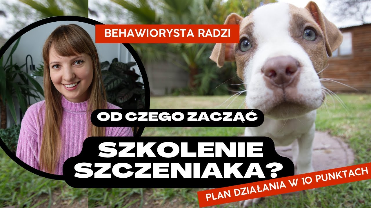 Od czego zacząć szkolenie psa?
