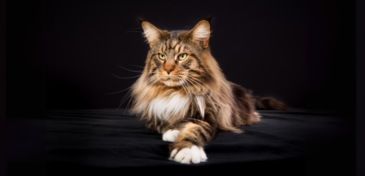 Co ile Czesac Maine Coon?
