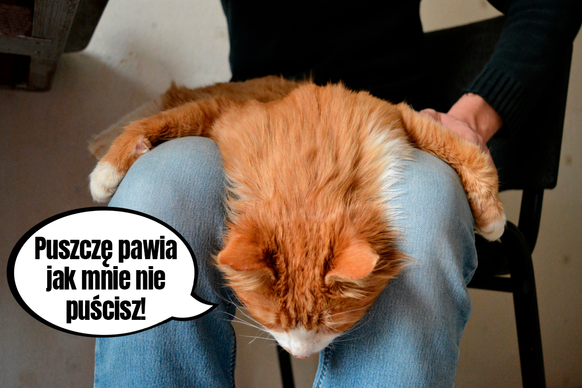 Co się dzieje gdy kot wymiotuje?