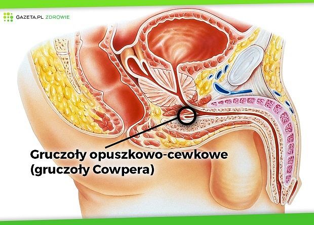 Co wydzielają gruczoły?