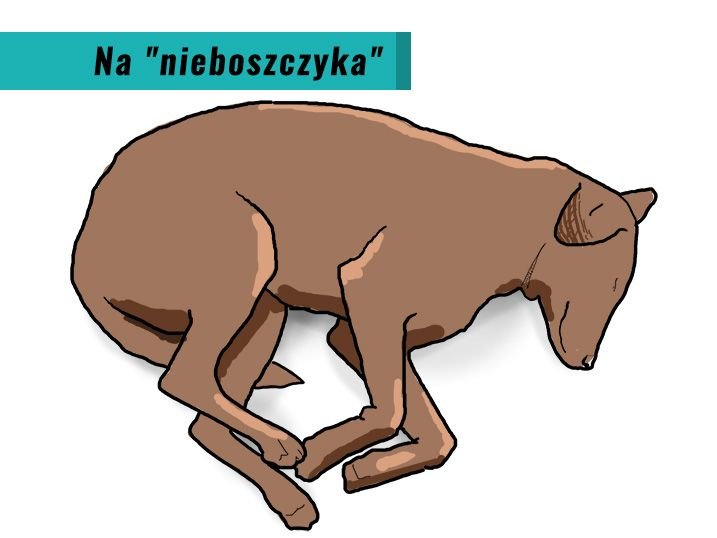 Co znaczy gdy pies śpi na tobie?