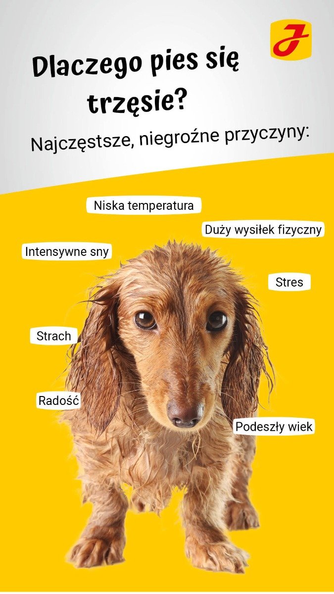 Czemu jamnik się trzesie?