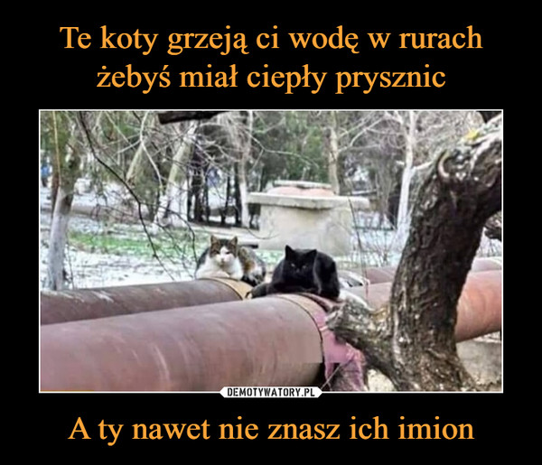 Czy koty grzeją?