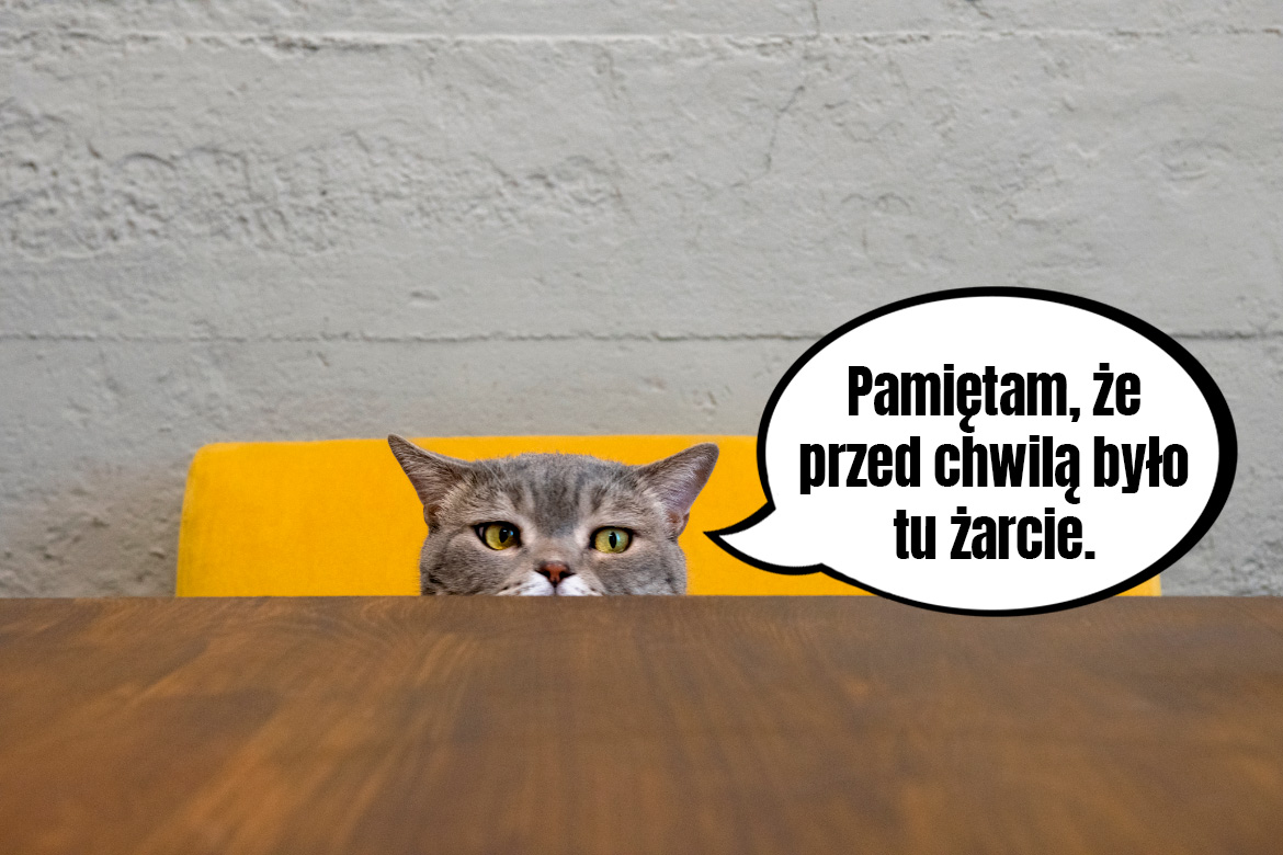 Czy koty są pamiętliwy?