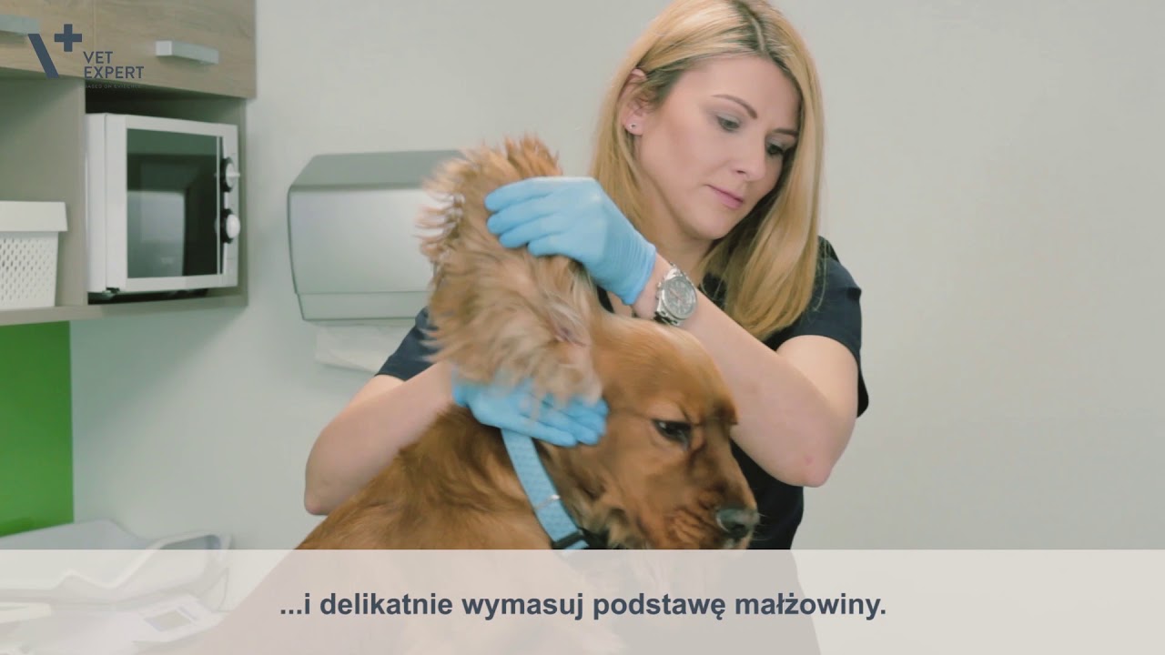 Czy można czyscic psu uszy?