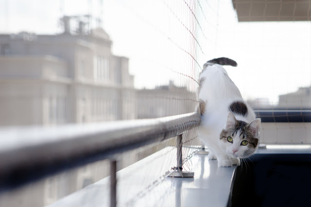 Czy można wypuszczac kota na balkon?