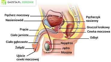 Czy można zajść w ciążę przez palec zapytaj?