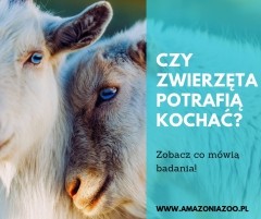 Czy zwierzęta potrafią kochać?