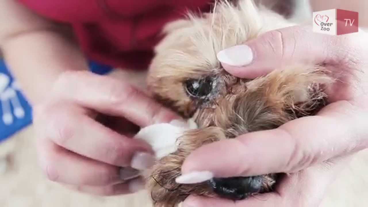 Czym przecierać oczy shih tzu?