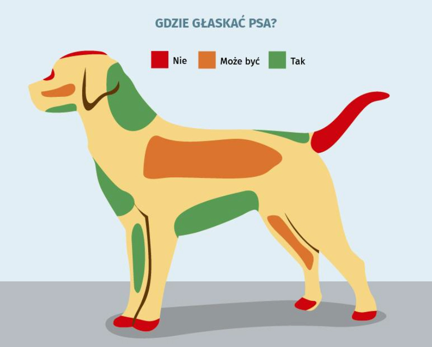 Gdzie psy najbardziej lubią głaskanie?