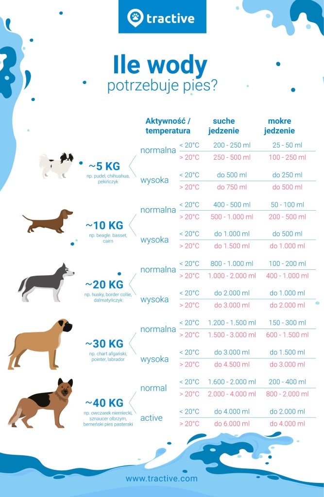 Ile czasu pies może nie pić wody?