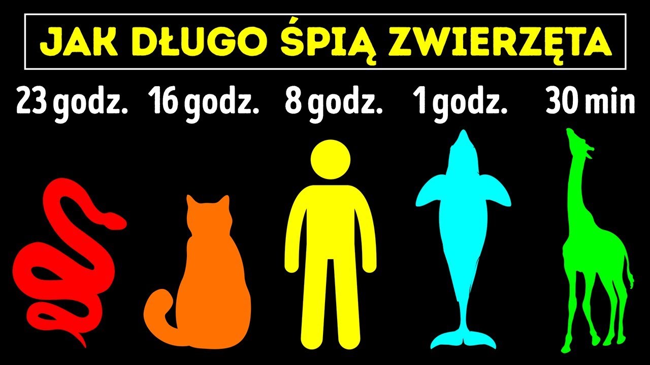 Ile godzin śpią zwierzęta?