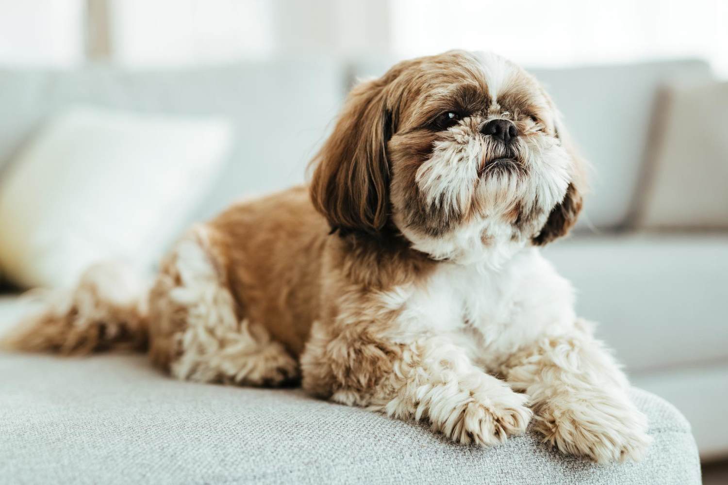 Jak często chodzić z shih tzu do fryzjera?