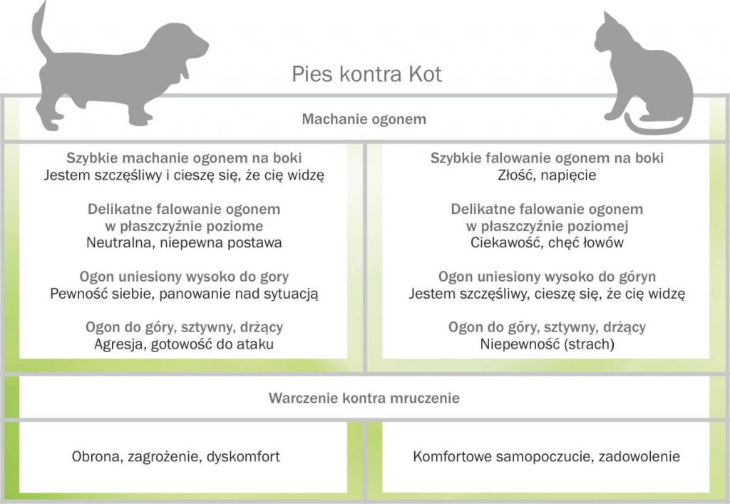 Jak mowic po kociemu?