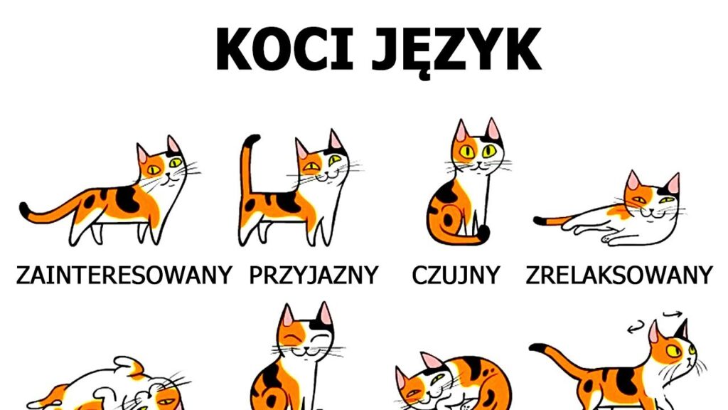 Jak odczytywać zachowania kota? - Fundacja dla kociąt osieroconych Cali