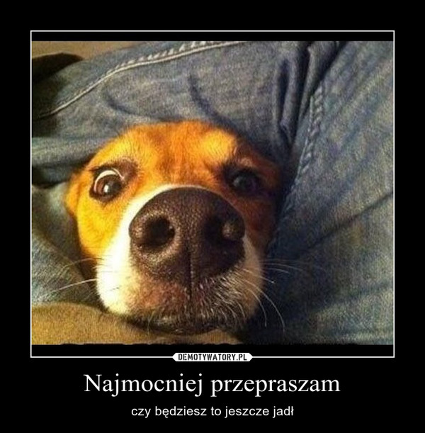 Jak pies mówi przepraszam?