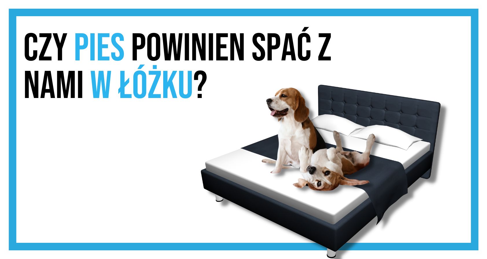 Jak pies powinien spać?