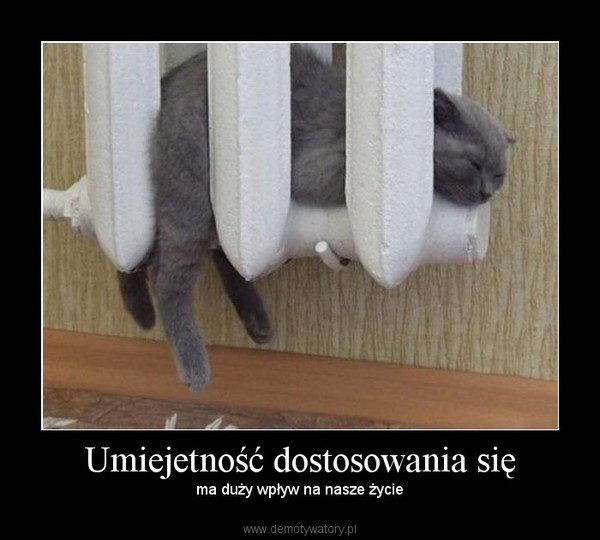 Jak uniemożliwić kotowi dotykanie grzejnika?