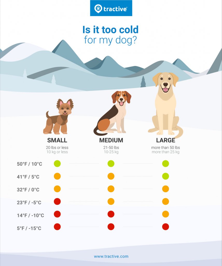 Jaka temperatura jest za zimna dla psa?