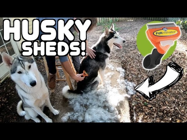 Jaki furminator dla huskiego?