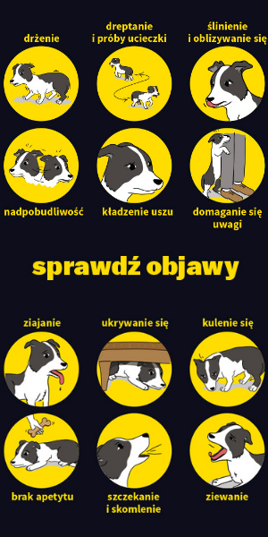 Jakich dźwięków boją się psy?