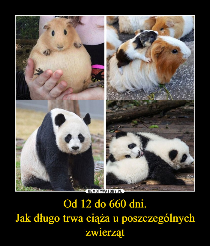 U jakiego zwierzęcia ciąża trwa najdluzej?