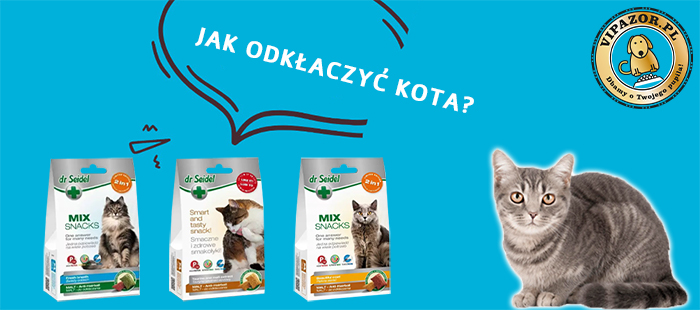 Co zrobić żeby Odkłaczyć kota?